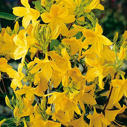 Duft-Azalee 'Goldtopas'