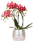 Kolibri Orchids | rote Phalaenopsis Orchidee - Congo + Elite Topf silber - Topfgröße Ø9cm - 40cm hoch | blühende Zimmerpflanze im Blumentopf - frisch vom Züchter