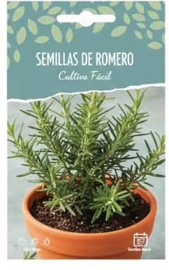 Romero Mediterráneo para Cultivar desde Semilla – Planta Aromática Culinaria DECOALIVE