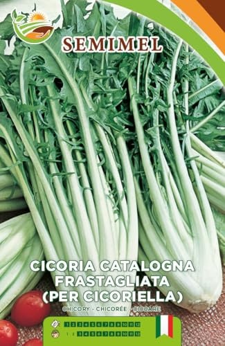 Semi di Cicoria Catalogna per Cicoriella – Varietà Frastagliata a Cespo Voluminoso, Crescita Rapida e Coltivazione Facile, Ideale per Orto Domestico 3 Confezioni