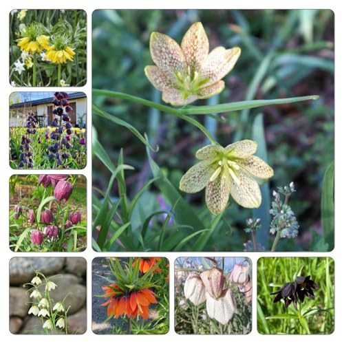 Tubérculos de corona imperial - fritillaria raros de primaveral fritillario Cubresuelos resistentes resistentes en Cultivar jardín en un 7bulbos