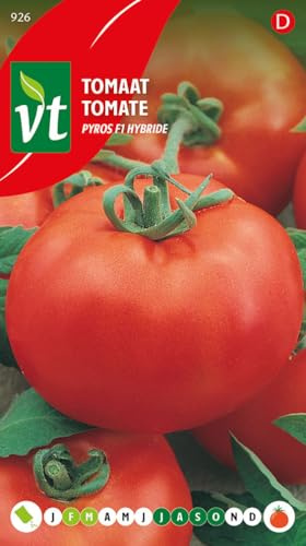 Semillas de Tomate Pyros F1 híbrido - Frutos grandes y suculentos de excelente sabor