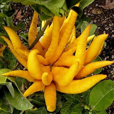 Limonero Mano de Buda PORTES GRATIS