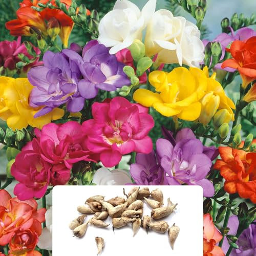 25 Freesia Double Mixed Bulbs – Freesia, Daffodil, Tulip Mixed - Early Spring Flowering Perennial Bulbs for Your Beautiful Garden - Cultivated for UK Climate