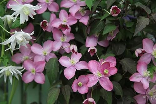 Plant Theory 60cm Cane Clematis Freda Pink Flowering Vine Climbing Plant 3L Pot