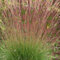 Perfect Plants - Festuca Sunrise Ornamental Grass Plant in a 13cm Pot