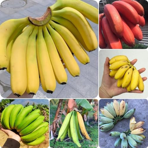 150 pcs Bananenbaum Pflanze Samen, frisches obst Bananenpflanze Samen, obstbaum geschenke seltene pflanzen extrem winterharte kübelpflanzen, seeds bonsai baum, gewächshaus bio saatgut,