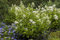 Hydrangea paniculata 'Wim's Red' 80-100 cm - Rispenhortensie, rot-weiße Blüten, Blütezeit Juli-Oktober, ideal für Rabatten, pflegeleicht und winterhart