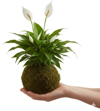 Kokedama de Lirio de la Paz | Planta Natural de Interior con Musgo | Espatifilo Vivo DECOALIVE | Decoración Japonesa Kokedama