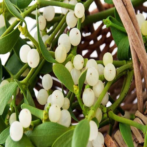 100pcs Fresh Mistletoe Plant Seeds