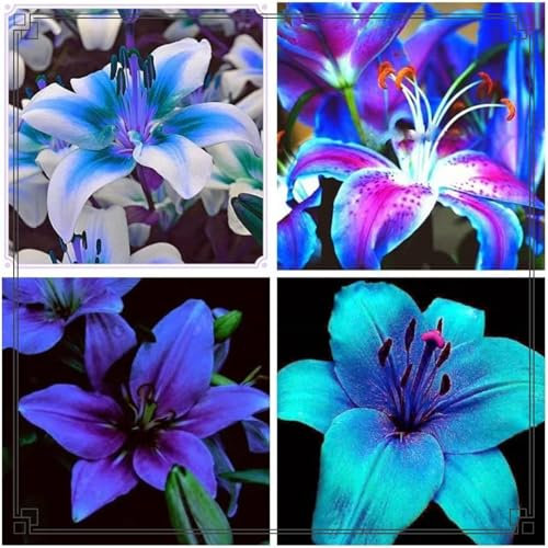 Lilien zwiebeln,Winterharte mehrjährig,Seltene Pflanzen,lilie Riesen,lilienknollen,Lilien Deko,Lilien im Topf,Asiatische lilien,Dekorative Blumen,lilie forever susan.-4zwiebeln-A