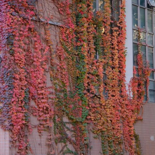 wilder wein pflanze samen - saatgut blumen stauden winterhart balkon blumen pflanzen für balkon gastgeschenke hochzeit blumensamen garten pflanzen blumensamen balkon pflanzensamen 400pcs