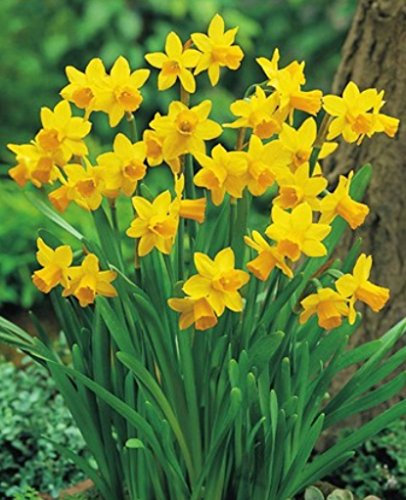 50 Narzissen mehrblütig Tete a Tete Blumenzwiebeln Narcissus