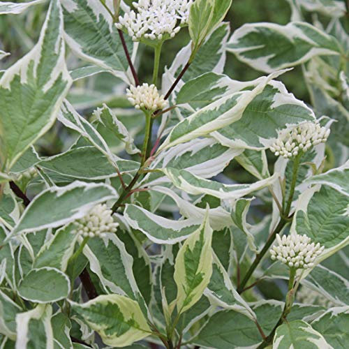 Cornus Alba 'Elegantissima'- Cornouiller blanc 'Elegantissima' 60-80 cm en conteneur