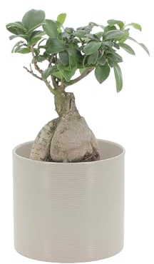 KENTIS - Bonsai Ficus Ginseng/Retusa - Pianta Vera in Vaso - Piante da Interno Vere - H 20-30 cm Vaso Ø 12 cm