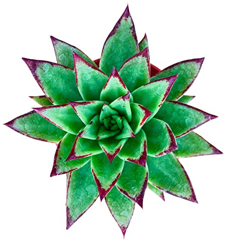 Sprout N Green Echeveria agavoides 'Lipstick', Live Succulent Fully Rooted in 4 inch Starter Pot, House Plant for Indoor Outdoor Home Office Wedding Decoration Party Favor