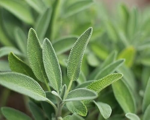 50 graines de sauge verte