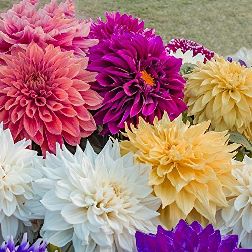 Dahlia Dinnerplate - Mix ( 3 Tuber ) Giant Flowers, Great Cut Flowers !