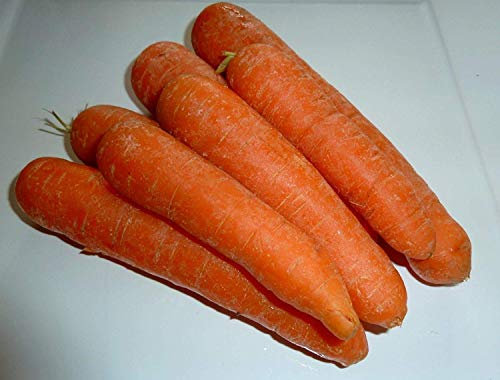 Potseed 3G (Environ 3000). Graines de Carotte Amsterdam 2 Coreless Gourmet Carotte de Hollande
