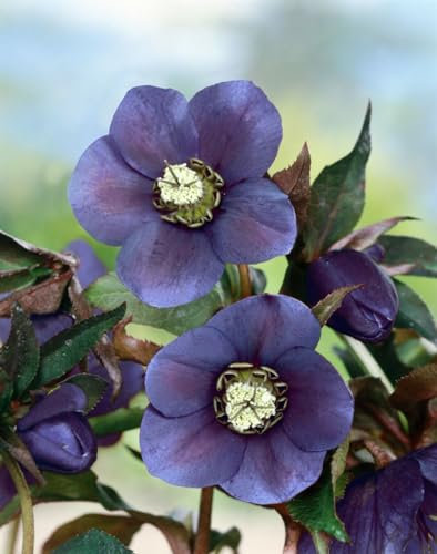 Helleborus × orientalis 'Blue Lady' 11 cm Topf – Winterhart, Mehrjährig, Pflegeleicht – Lenzrose – Staude für Schattenbeet & Garten