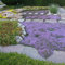 1000 pcs Kriechender Thymian Samen Blumensamen Bodendecker Winterhart Thymian Samen - KüChenkräuter, Hochbeet Balkon Kräuter, Pflanzen Flowers Pflanzen Für Balkonkästen Winterhart