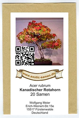 Topfsamen – Ficus – Ficus Benjamina (20 Semi)