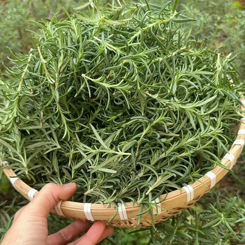 semi di rosmarino biologici - esotiche resistenti selvatiche perenni 1000pcs