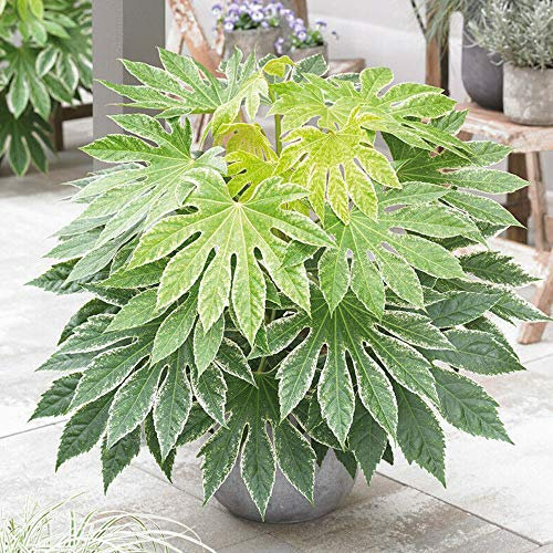 Aralia Japonica, Aralia sieboldii, Japanese Aralia, Japanese Fatsia Fatsia Hardy Shrub Evergreen Garden Plant 'Spiders Web' 2X 9cm Pot by Thompson and Morgan (2)