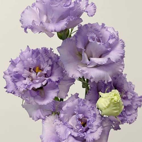 semillas de lisianthus - eustoma - perenne resistente de lisianthus eustoma decoraciones, para lugares soleados, 150pcs
