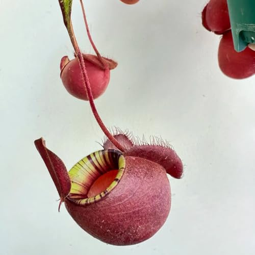Kannenpflanze, Nepenthes, Nepenthes mirabilis, fleischfressende winterharte balkonpflanzen pflanzensamen zimmerpflanzen exotische 300Samen