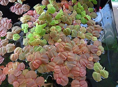 Red Root Floater - Phyllanthus fluitans - 30 Plants - akvarieväxt