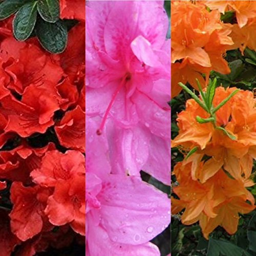 Carbeth Plants Azalea Plant - 3 x Pot of Empress Japanese Azalea Evergreen Shrub - Azaleas Ready to Plant Outdoor - Pot Plants Outdoor Garden Ready in Pots