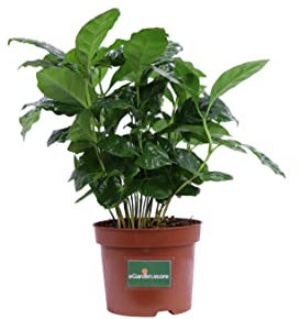 Pianta del Caffè Pianta di Coffea Arabica pianta da interno pianta ornamentale di Coffea Arabica pianta vera del Caffè venduta da eGarden.store