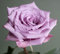 100 semillas de rosas gigantes frescas y nuevas, 100 semillas de lavanda.