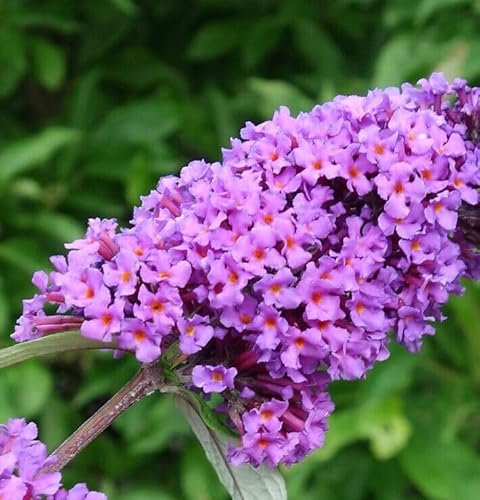 Buddleia davidii Border Beauty Albero delle Farfalle Buddleja pianta in vaso 7x7 cm Vivaio di Castelletto