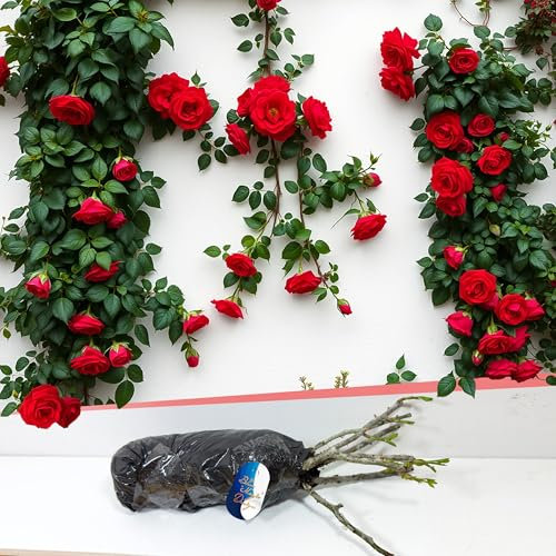 Hardy Bare Root Red Climbing Rose 'Paul Scarlet' – Bold Color for Garden Borders, Pathway Hedges, Trellis Displays, and Landscaping