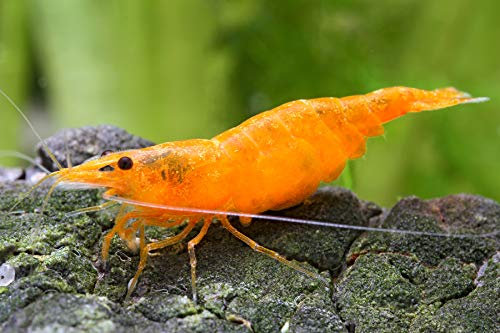 Garnelen Einsteigergarnelen Neocaridina davidi - lebend Zwerggarnelen für das Aquarium - 5er Pack, Farbe orange