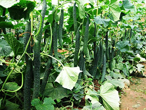 CEMEHA SEEDS - Seeds Cucumber Burpless Chinese Miracle Giant Long Rare Pickling Non GMO Vegetable for Planting