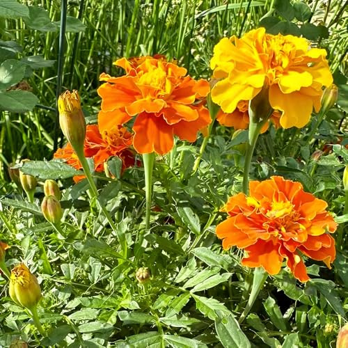 Tagetes erecta semillas de de exóticas jardín interior interior jardín caléndula oficina resistentes 150pcs