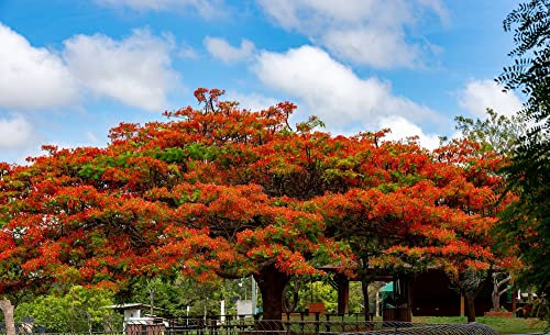 Delonix Regia Lot de 10 graines d'arbre flamboyant