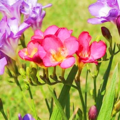 Bulbos De Fresia-Fresia Planta,Bulbos De Flores Fresias,Fresia Bulbos,Fresia Flores,Planta Fuerte,ExóTicas-10bulbos-b