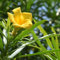 25 piezas semillas de adelfa semillas de flores silvestres perennes adelfa nerium, comprar arboles de plantas semillas de pasto de plantas de oficina invernadero balcón