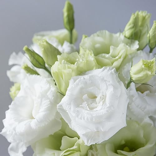 250 piezas Semillas de Eustoma, Semillas de pradera de abejas Lisianthus - (Eustoma grandiflorum) Resistente semillas de lisianto Regalos para los amantes del jardín. Semillas