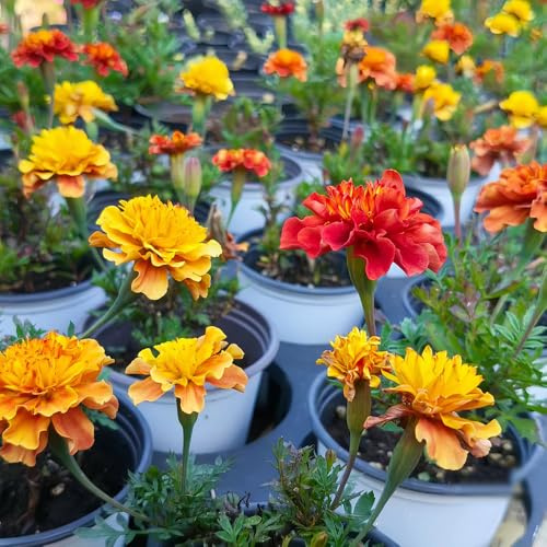 semi di calendula, Tagetes erecta, selvatici da balcone rare regali per gli amanti del giardino da esterno esterno resistenti estivi 250pcs
