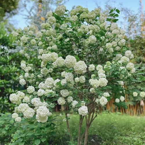 Semillas de hortensia bola de nieve, semillas jardín cobertura del suelo pradera mariposas verano decoración invernaderos balcón 150pcs