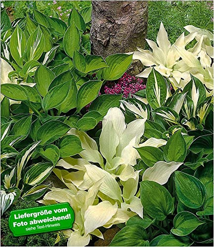 BALDUR Garten 3er Hosta-Mix 'Exklusiv', Knollen in Größe I, wunderschöne Blattschmuck-Stauden, für schattige & halbschattige Standorte, winterhart, mehrjährig & pflegeleicht, für Beet & Kübel