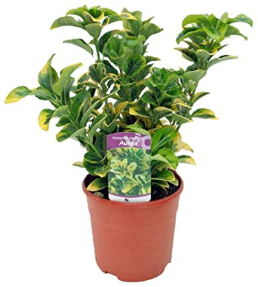 Evonimos o Boneteros planta Natural - Variedades Especiales para Setos Euonymous de 40 cm de Altura Aprox - Planta Arbustiva de exterior - Planta Natural - Planta Viva (Eu.Aurea)