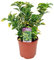 Evonimos o Boneteros planta Natural - Variedades Especiales para Setos Euonymous de 40 cm de Altura Aprox - Planta Arbustiva de exterior - Planta Natural - Planta Viva (Eu.Aurea)