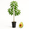 Planta Arbol de Aguacate injertado variedad Hass 120-140 Cm. Certificado y Pasaporte Fitosanitario. Variedad muy productiva. Se envia con maceta y caja protectora.