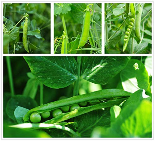 hua xian zi Super Sugar Snap Erbsensamen 300 Samen